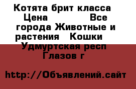 Котята брит класса › Цена ­ 20 000 - Все города Животные и растения » Кошки   . Удмуртская респ.,Глазов г.